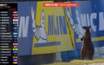 Un invité surprise en MotoGP: un wallaby provoque un drapeau rouge en Australie